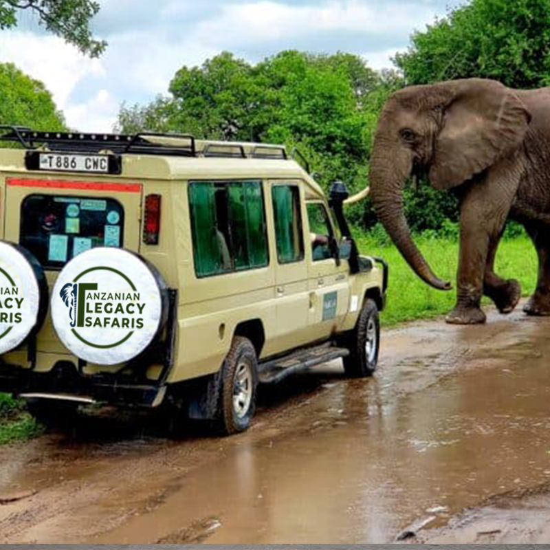 Tanzanian Legacy Safaris Team